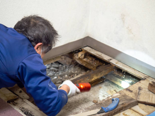 Best DIY Mold Remediation Support Services in Barbourville, KY