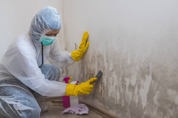 Best Industrial Mold Remediation in Barbourville, KY