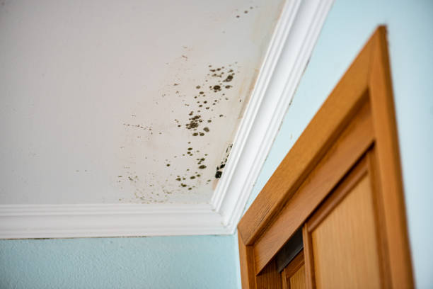 Reliable Barbourville, KY Mold Remediation Solutions