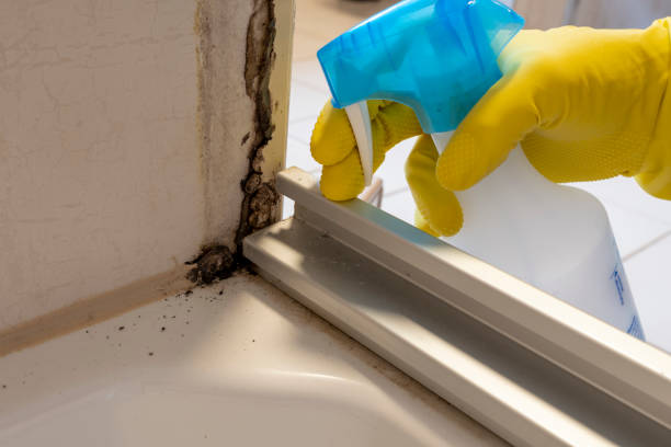 Best Bathroom Mold Remediation in Barbourville, KY