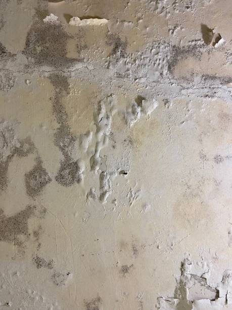 Best Basement Mold Remediation in Barbourville, KY