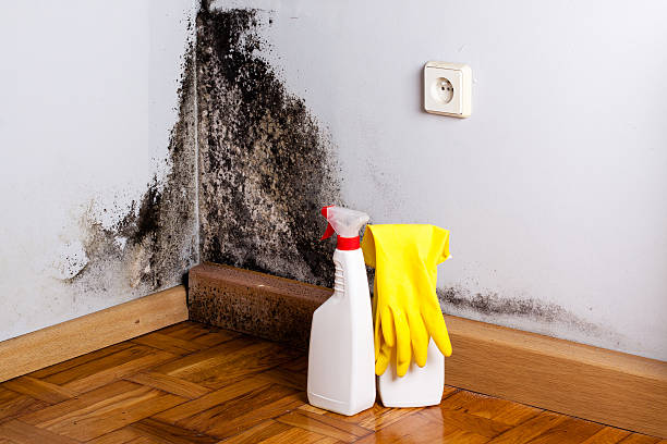 Barbourville, KY Mold Remediation Company