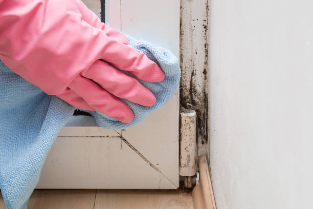 Best Mold Testing and Inspection Services in Barbourville, KY